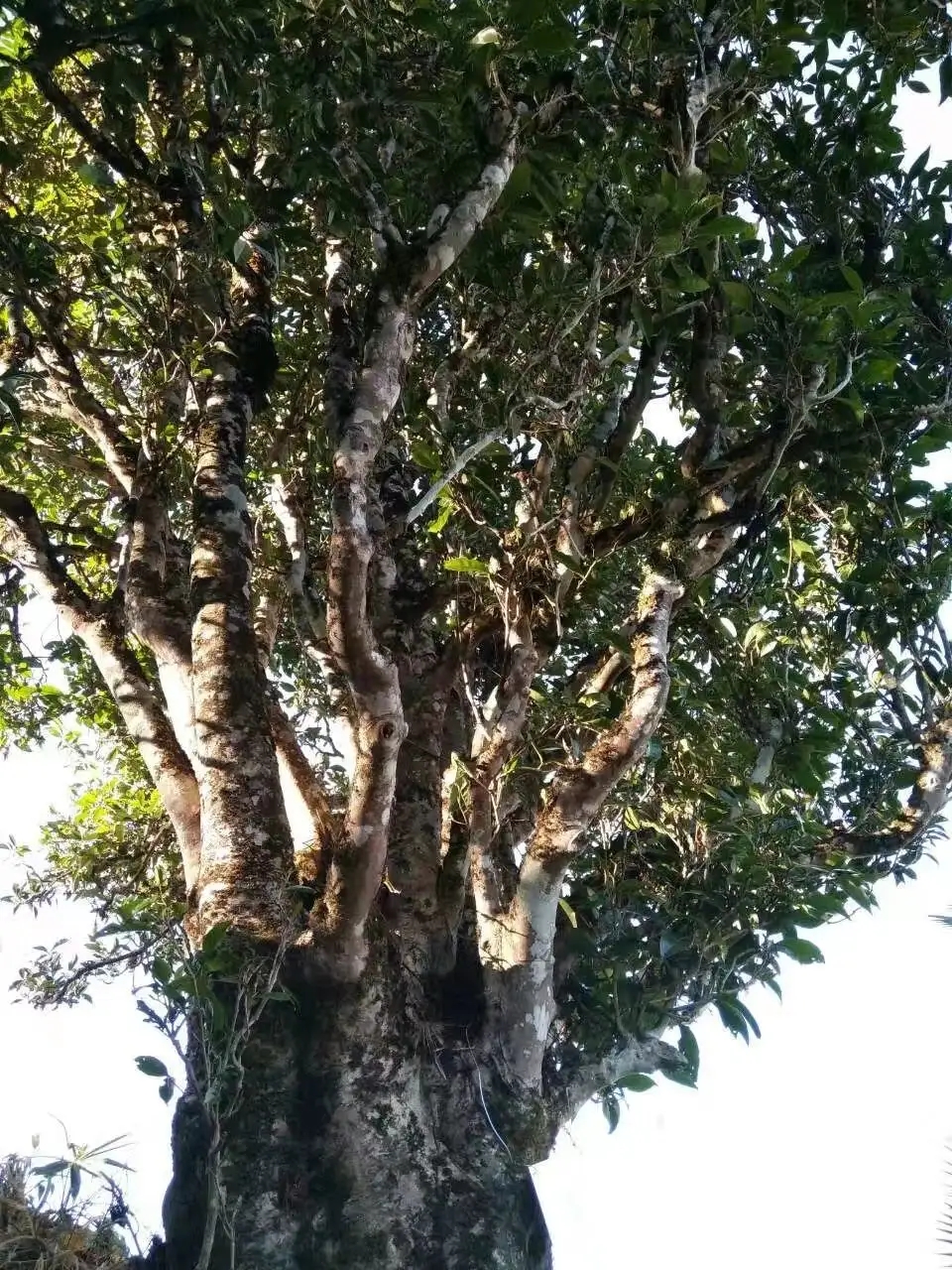 2023年麻栗坡古樹春茶口感怎么樣？