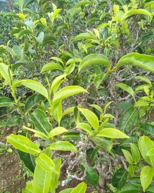 2023年鍋底塘古樹春茶品質(zhì)怎么樣？