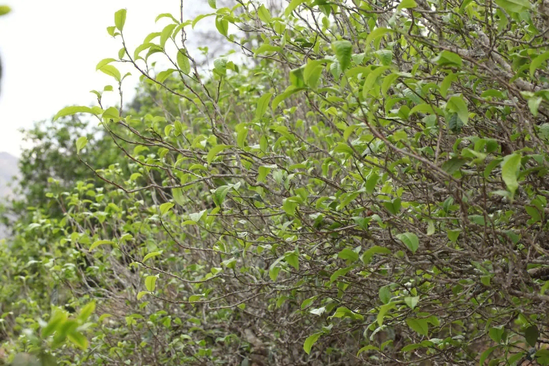 2023年鍋底塘古樹春茶價(jià)格多少？