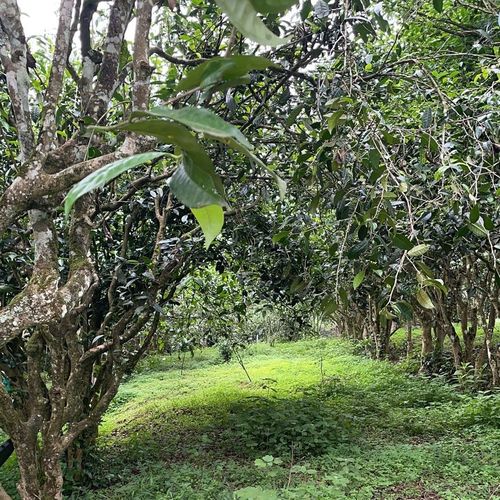 2023年永德大雪山古樹春茶特點是什么？