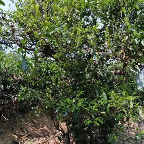 2023年永德大雪山古樹(shù)春茶口感怎么樣？