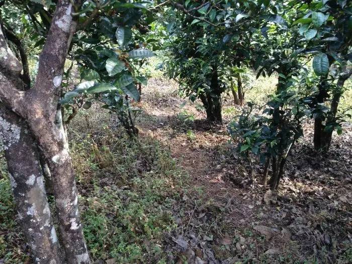 2023年永德大雪山古樹春茶價(jià)格是多少？