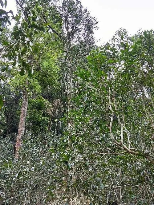 2023年多依樹古樹春茶品質(zhì)如何？