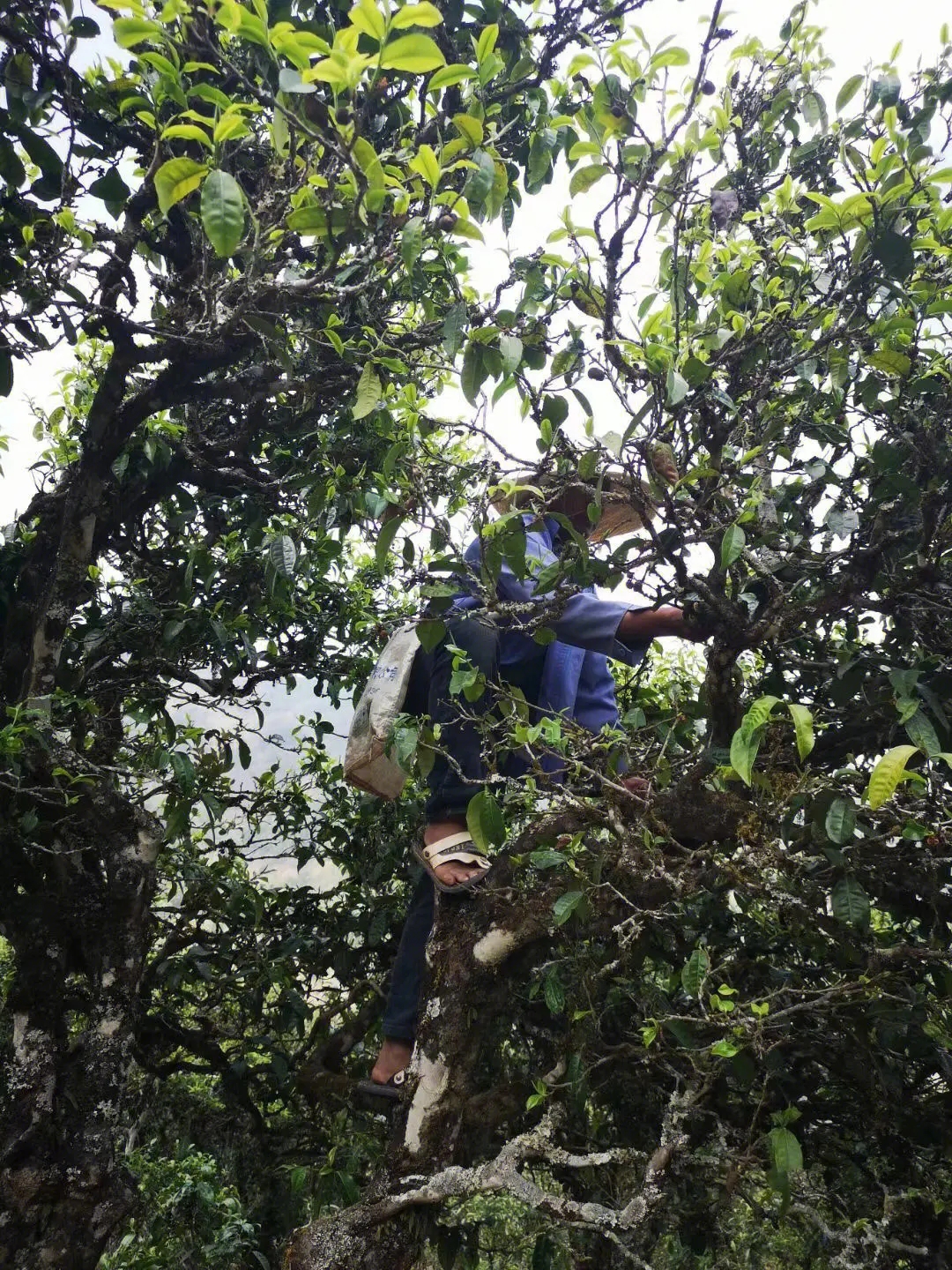 2023年寧洱擺尾箐古樹春茶品質(zhì)如何？