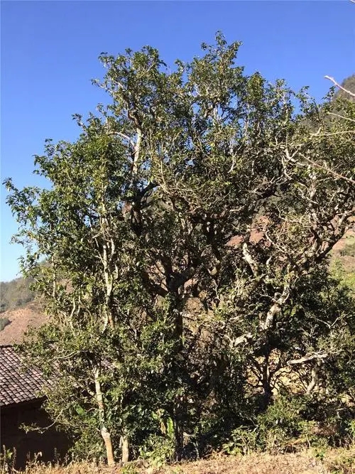 2023年寧洱擺尾箐古樹春茶價(jià)格是多少？