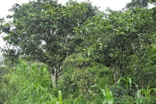 2023年鎮(zhèn)沅老海塘古樹春茶特點(diǎn) 是什么？