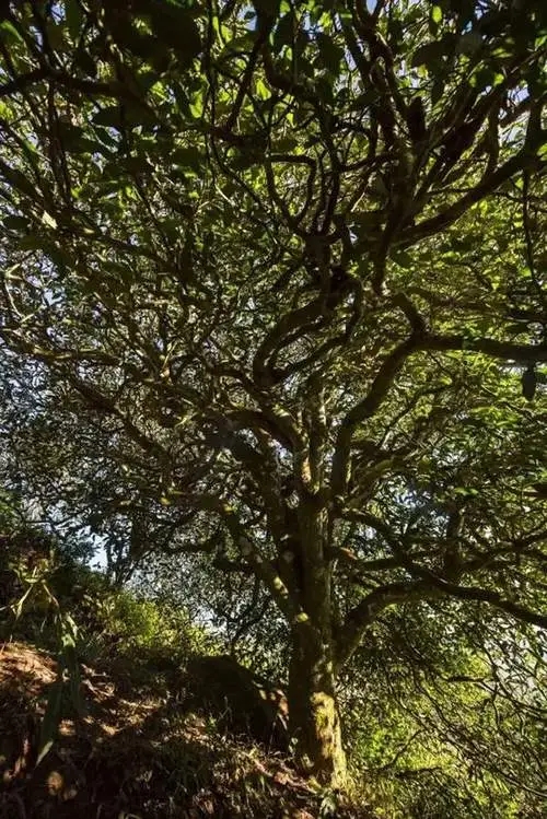 2023年鎮(zhèn)沅老烏山古樹春茶品質(zhì)如何？