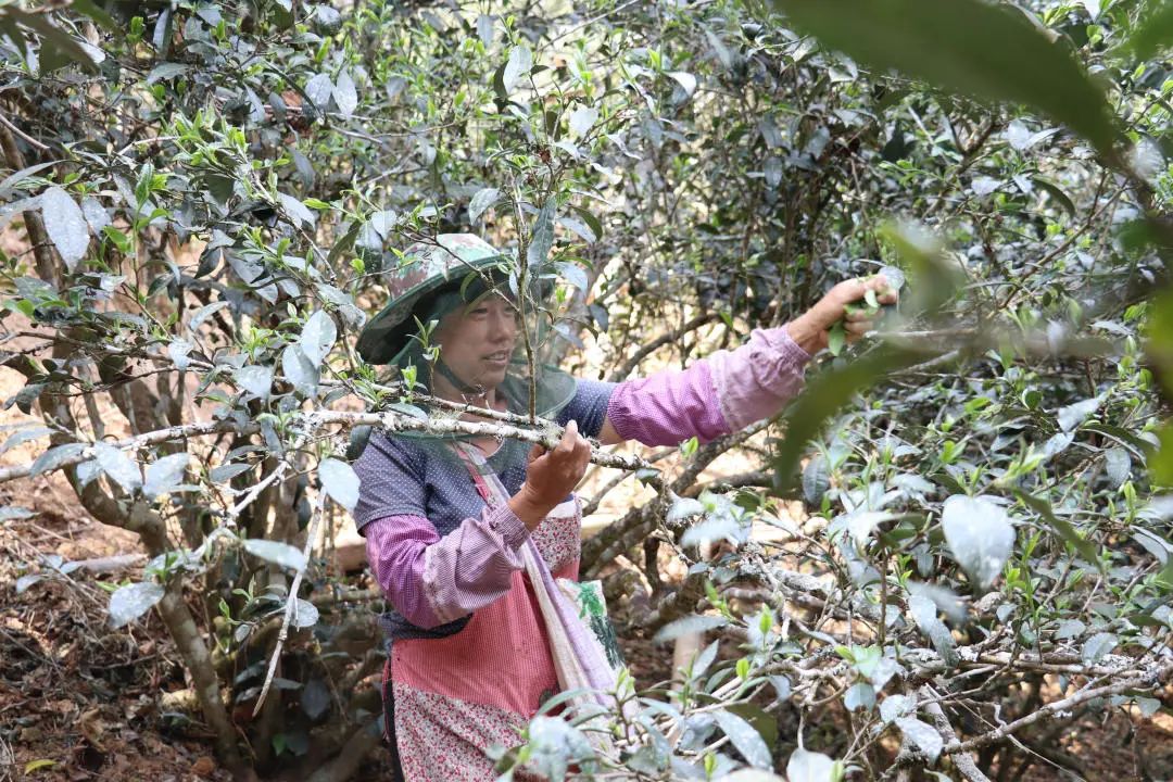 2023年普洱老安寨古樹春茶口感怎么樣？