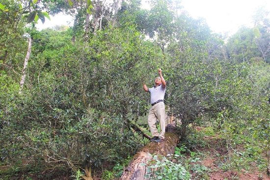 2023年普洱老安寨古樹春茶價格是多少？