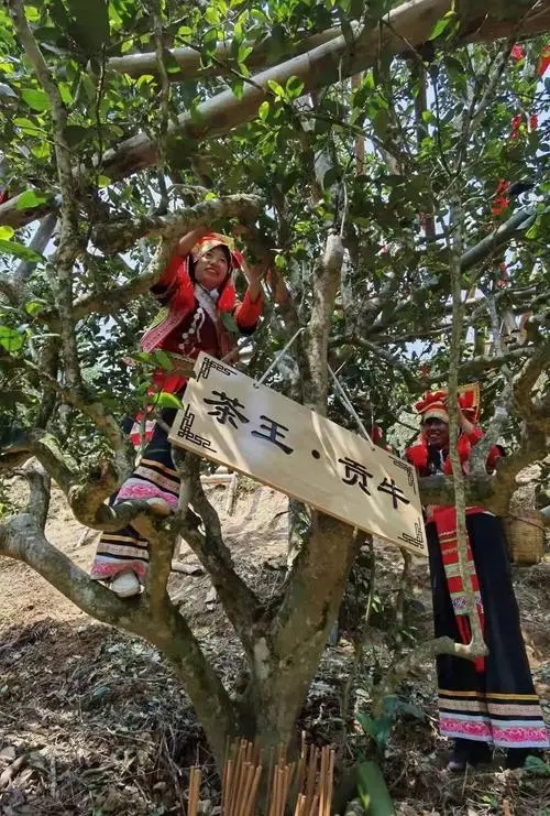 2023年普洱老安寨古樹春茶多少一公斤？