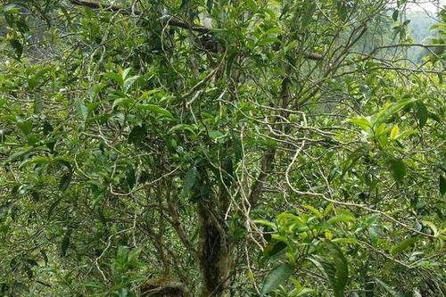 2023年千家寨古樹春茶口感怎么樣？