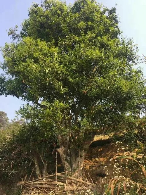 2023年千家寨古樹春茶特點(diǎn)是什么？