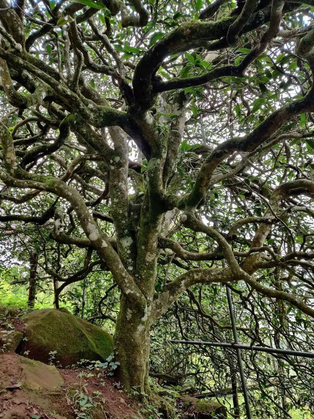 2023年千家寨古樹春茶品質(zhì)如何？