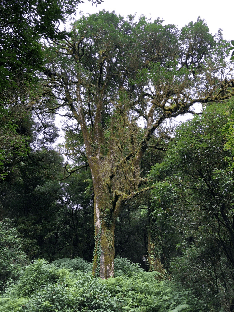 2023年千家寨古樹春茶價格是多少？