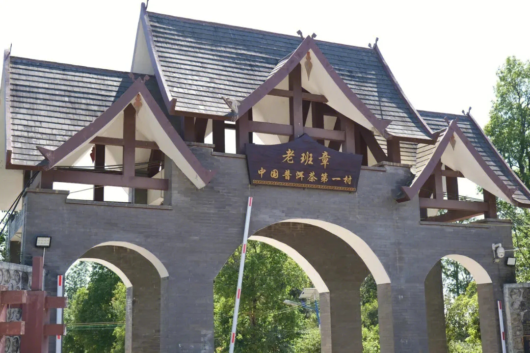 2024年老班章古樹春茶價格是多少？