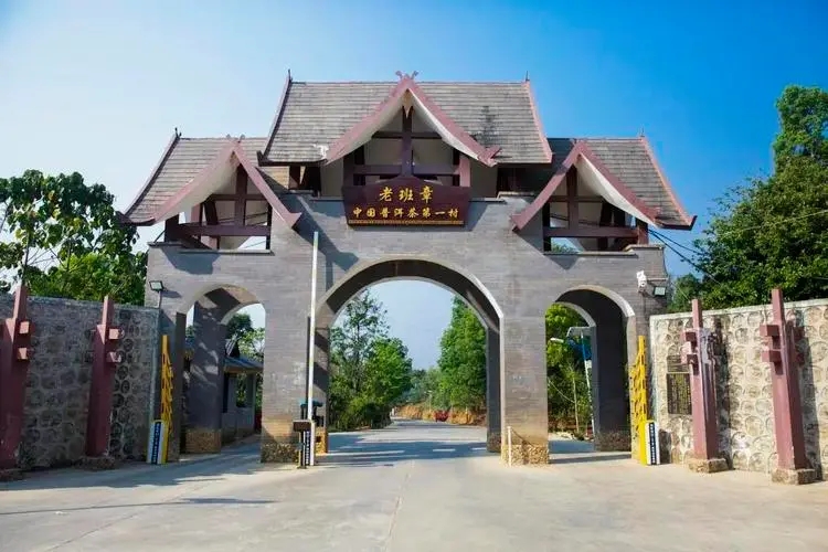 2024年老班章古樹春茶口感是什么？