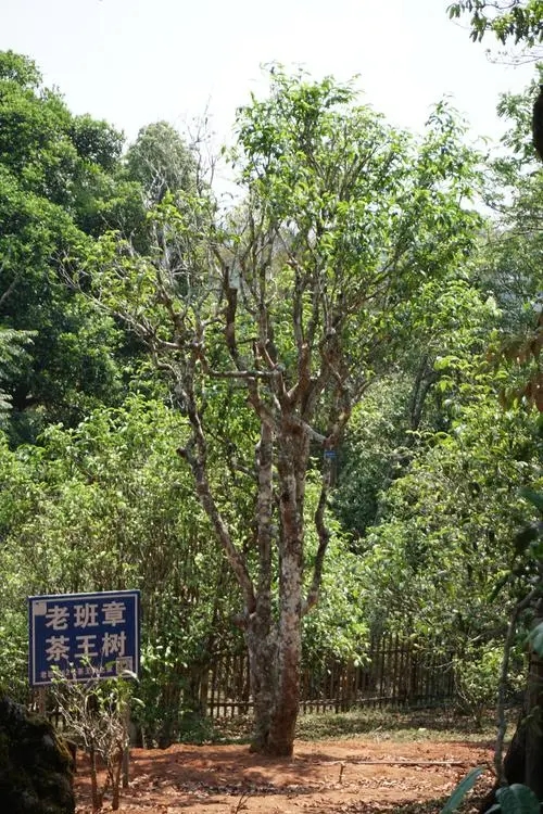 2024年老班章古樹春茶特點(diǎn)是什么？