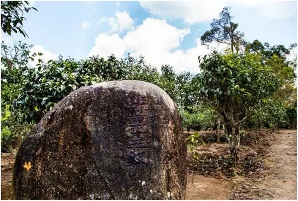 2024年老班章古樹春茶多少一公斤？