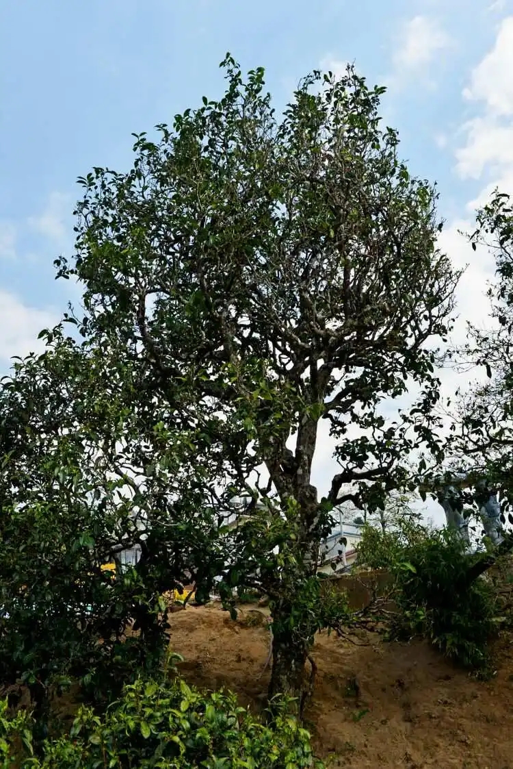 2024年冰島老寨古樹春茶口感是什么？