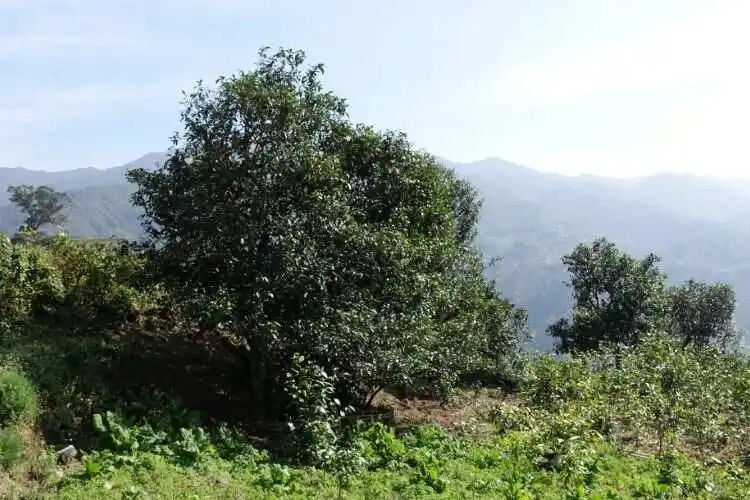 2024年冰島老寨古樹春茶特點(diǎn)是什么？