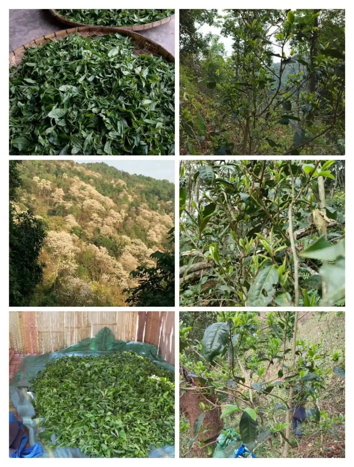 2024年曼松古樹春茶價格是多少？