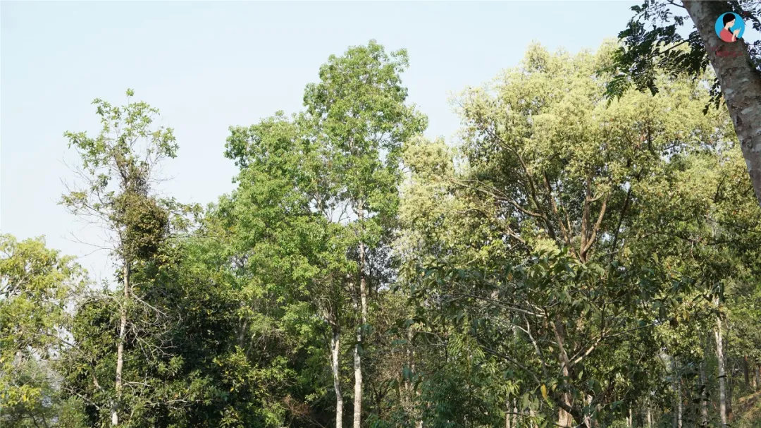 2024年曼松古樹春茶多少錢一公斤？