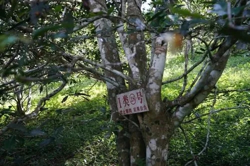 2024年薄荷塘古樹春茶特點(diǎn)是什么？