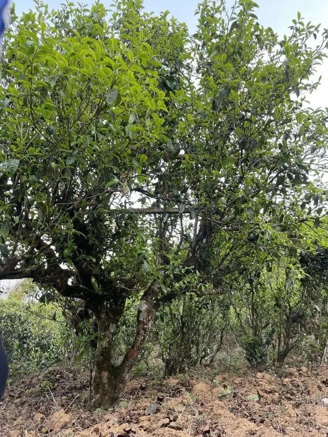 2024年薄荷塘古樹春茶價格是多少？