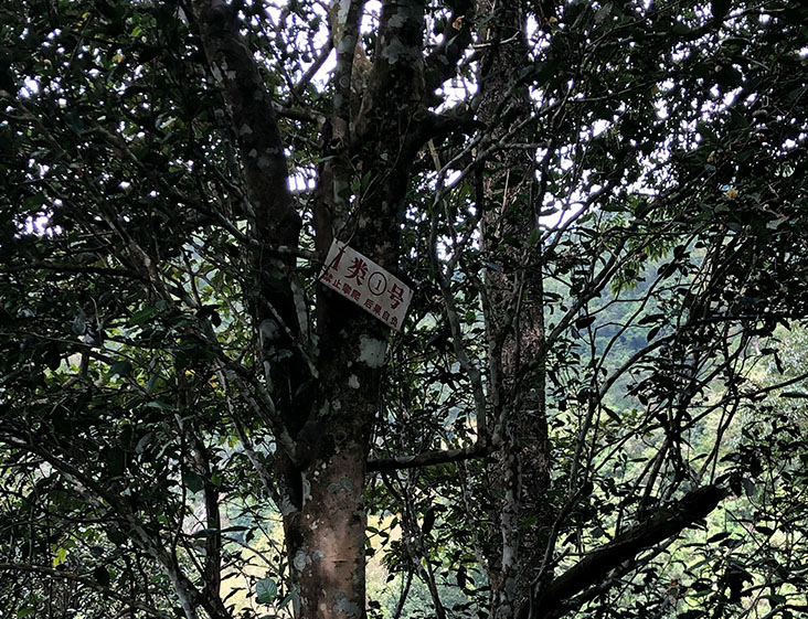 2024年薄荷塘古樹春茶多少錢一公斤？