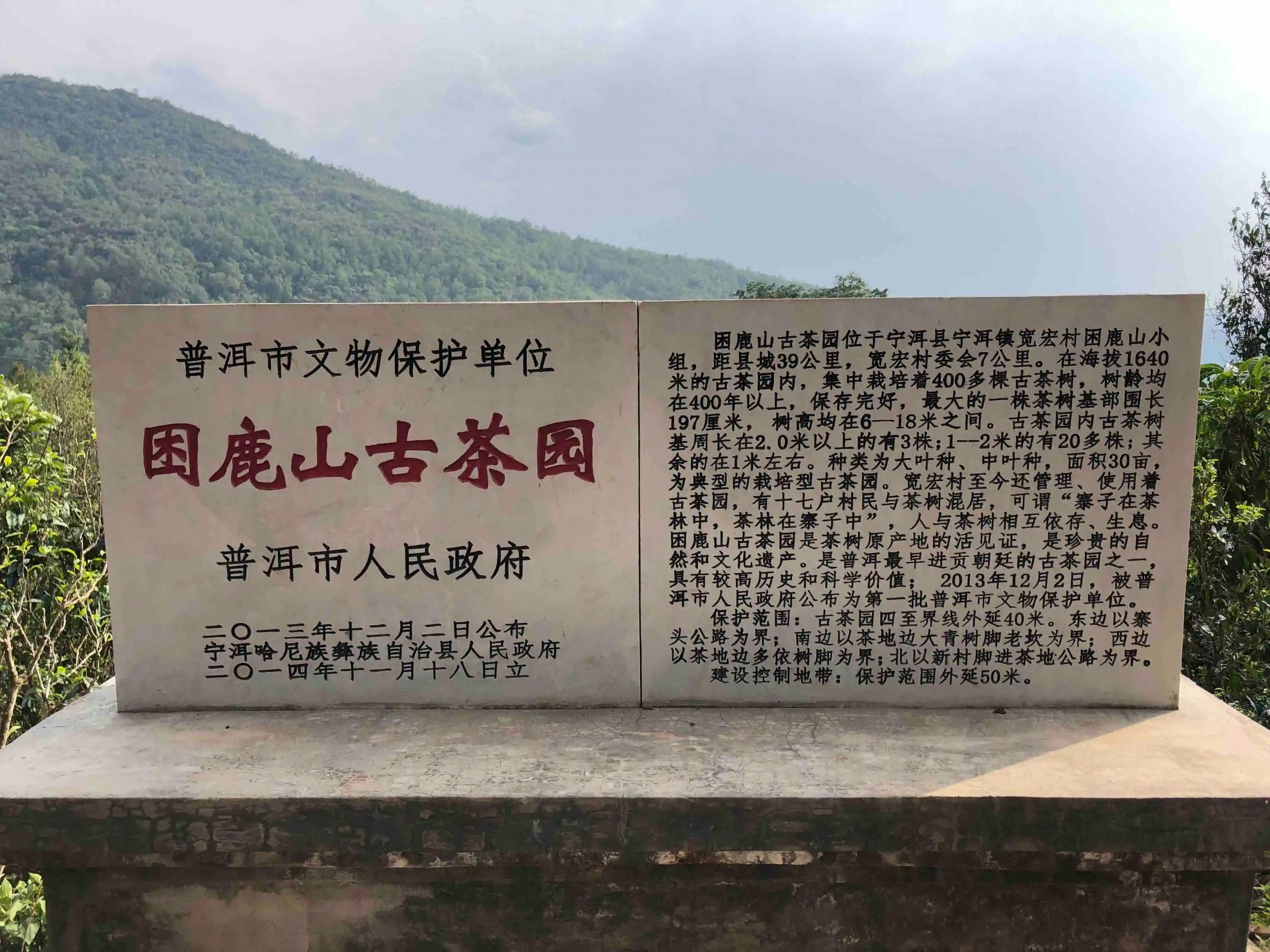 2024年困鹿山古樹春茶品質(zhì)怎么樣？