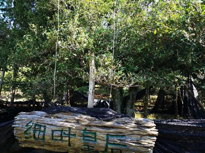 2024年困鹿山古樹春茶口感如何？