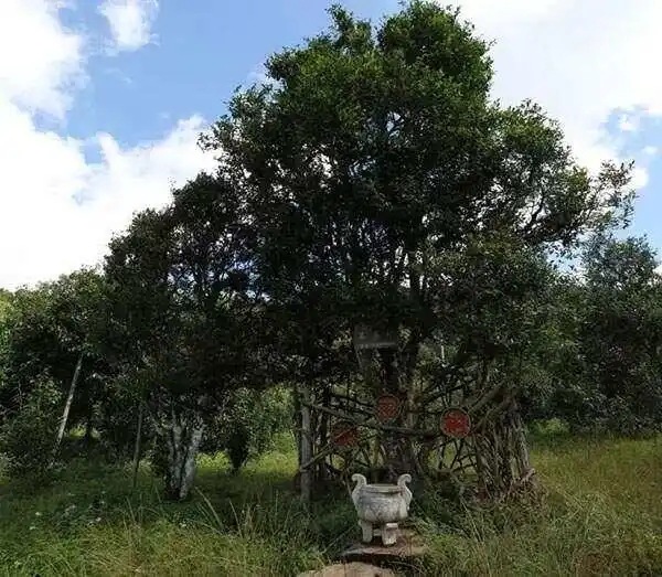 2024年困鹿山古樹春茶價格是多少？