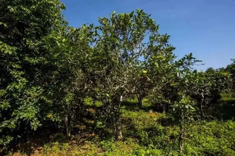 2024年迷帝古樹春茶特點(diǎn)是什么？