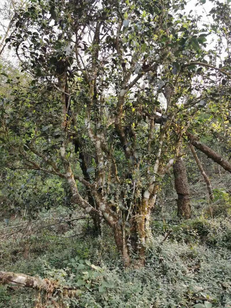 2024年迷帝古樹(shù)春茶口感如何？