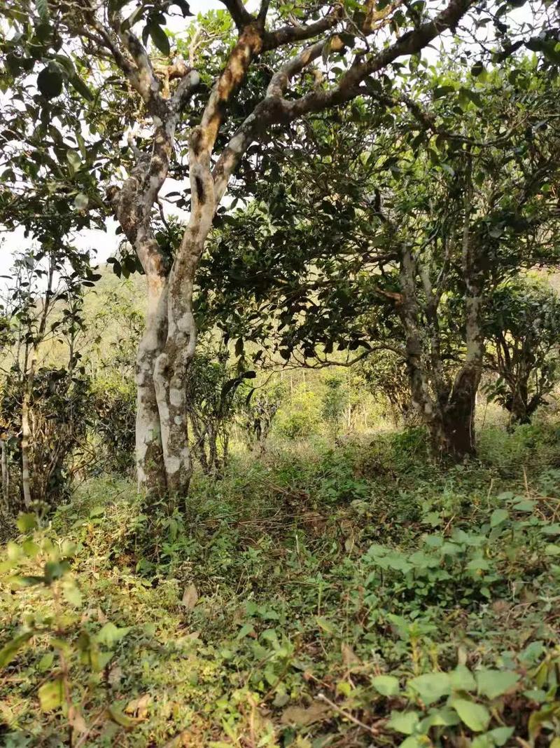 2024年迷帝古樹春茶品質(zhì)怎么樣？