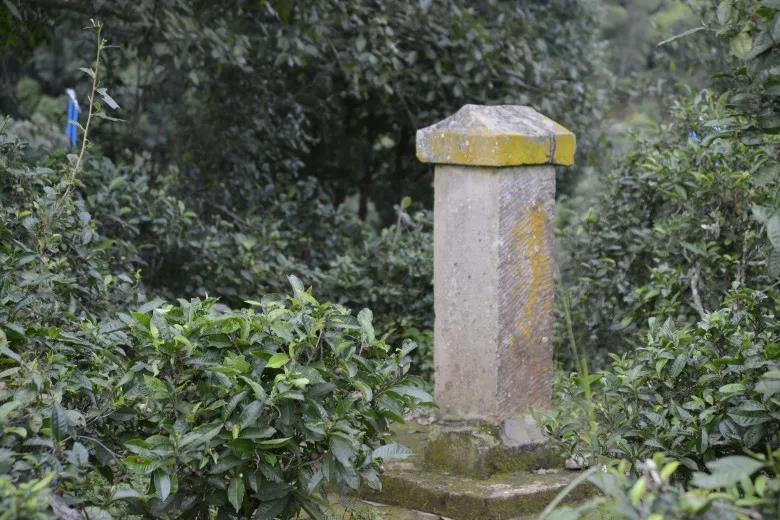 2024年迷帝古樹春茶價格是多少？