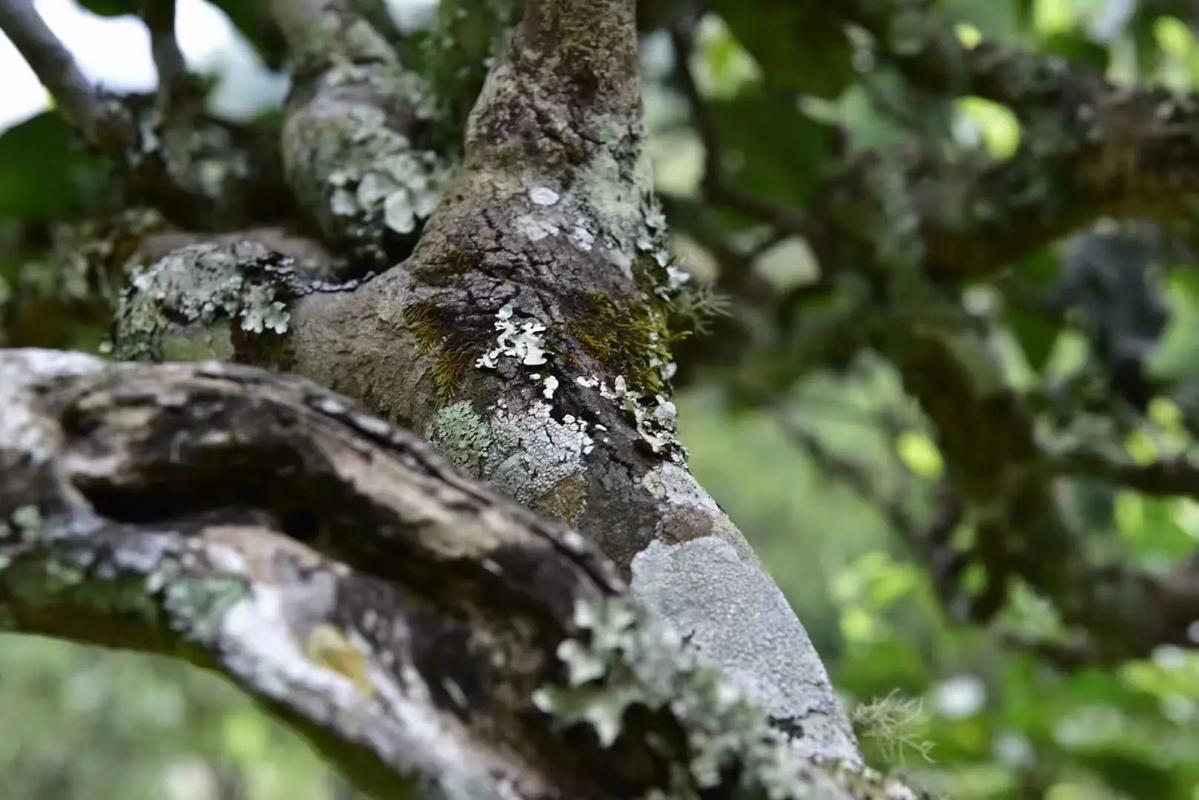 2024年迷帝古樹春茶多少錢一公斤？