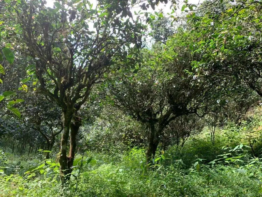 2024年墨江鳳凰窩古樹春茶品質(zhì)怎么樣？