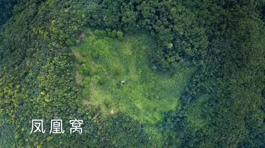 2024年墨江鳳凰窩古樹春茶價格是多少？