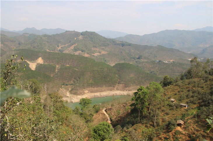 2024年昔歸古樹春茶口感是什么？