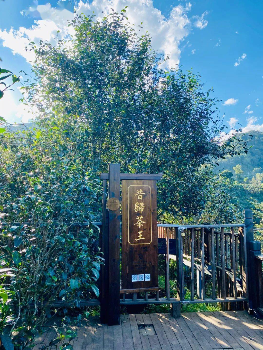 2024年昔歸古樹春茶品質(zhì)如何？