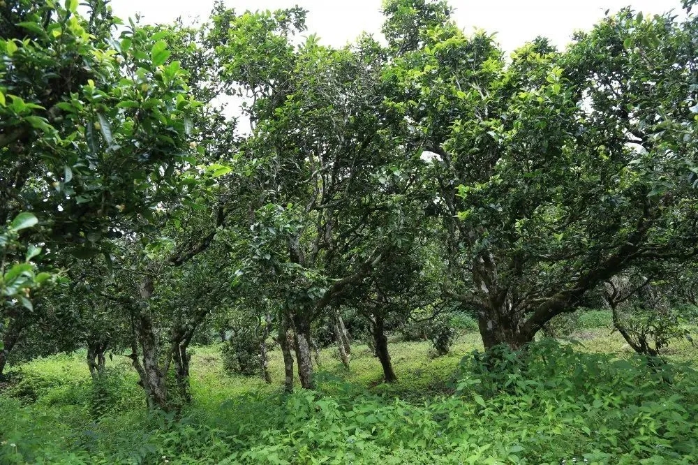 2024年昔歸古樹春茶價格是多少？