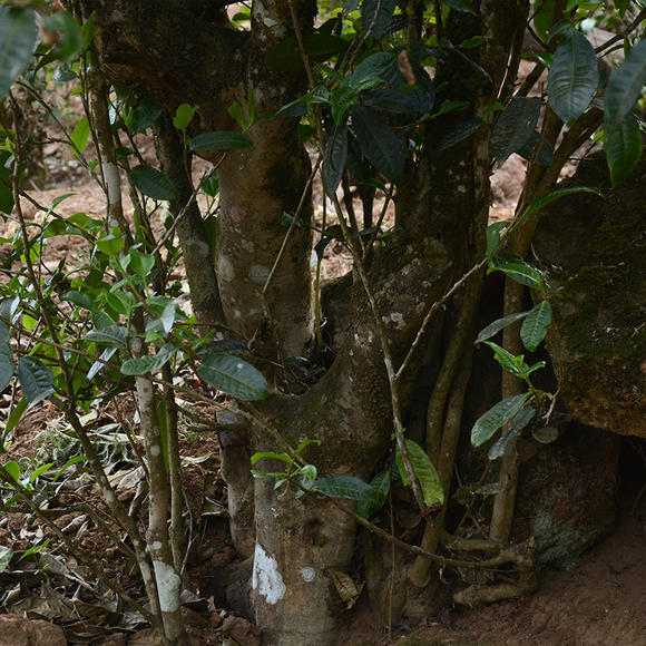 2024年磨烈古樹春茶口感怎么樣？