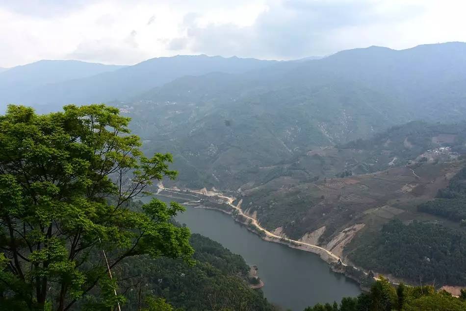 2024年磨烈古樹春茶多少錢一公斤？