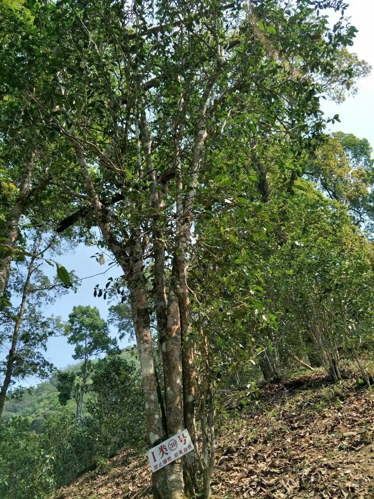 野境王者、普洱巔峰！薄荷塘成為普洱無冕之王的十大原因