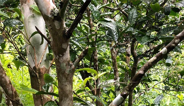 2025年易武古樹春茶品質(zhì)怎么樣？