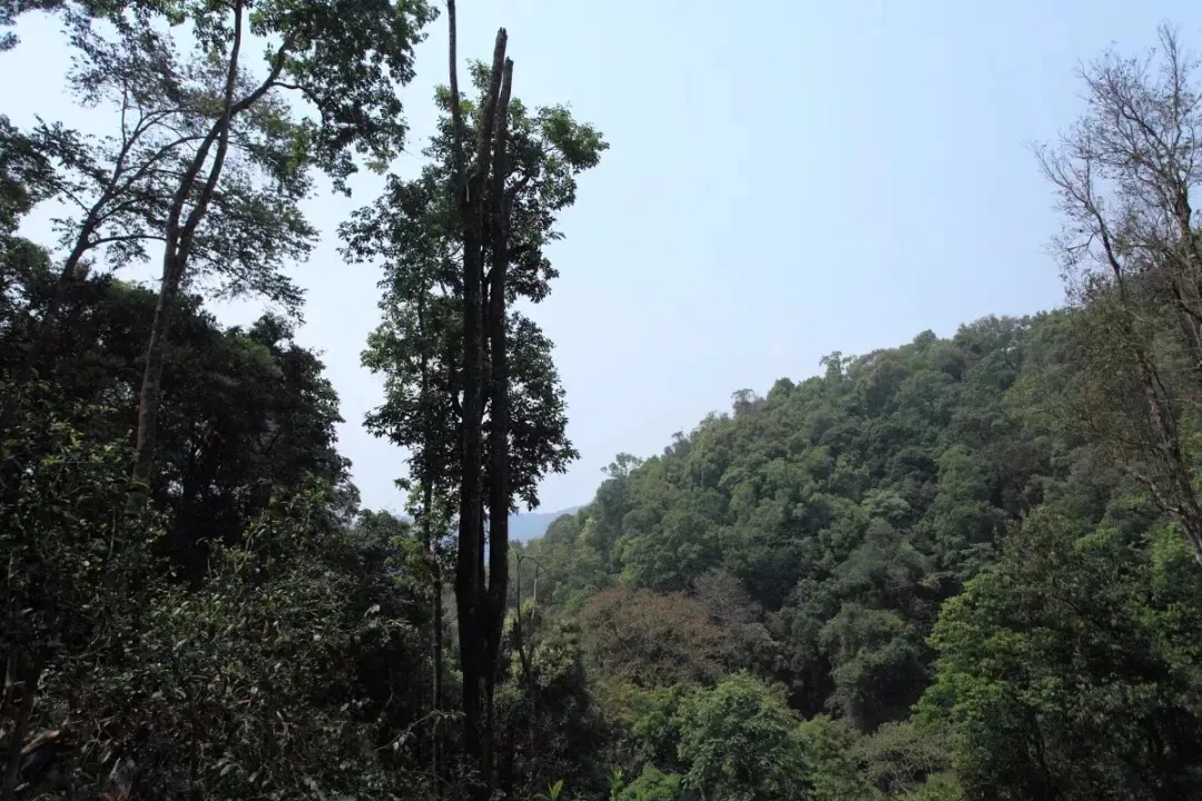 2025年易武古樹春茶多少錢一公斤？