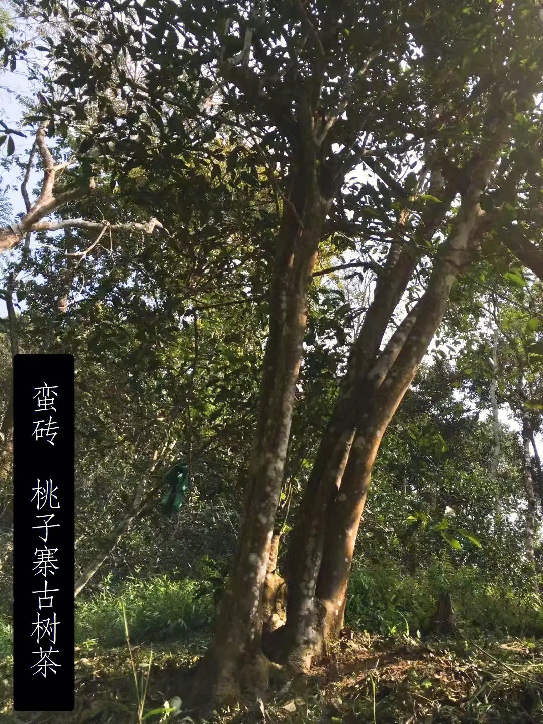 2025年蠻磚古樹春茶口感怎么樣？