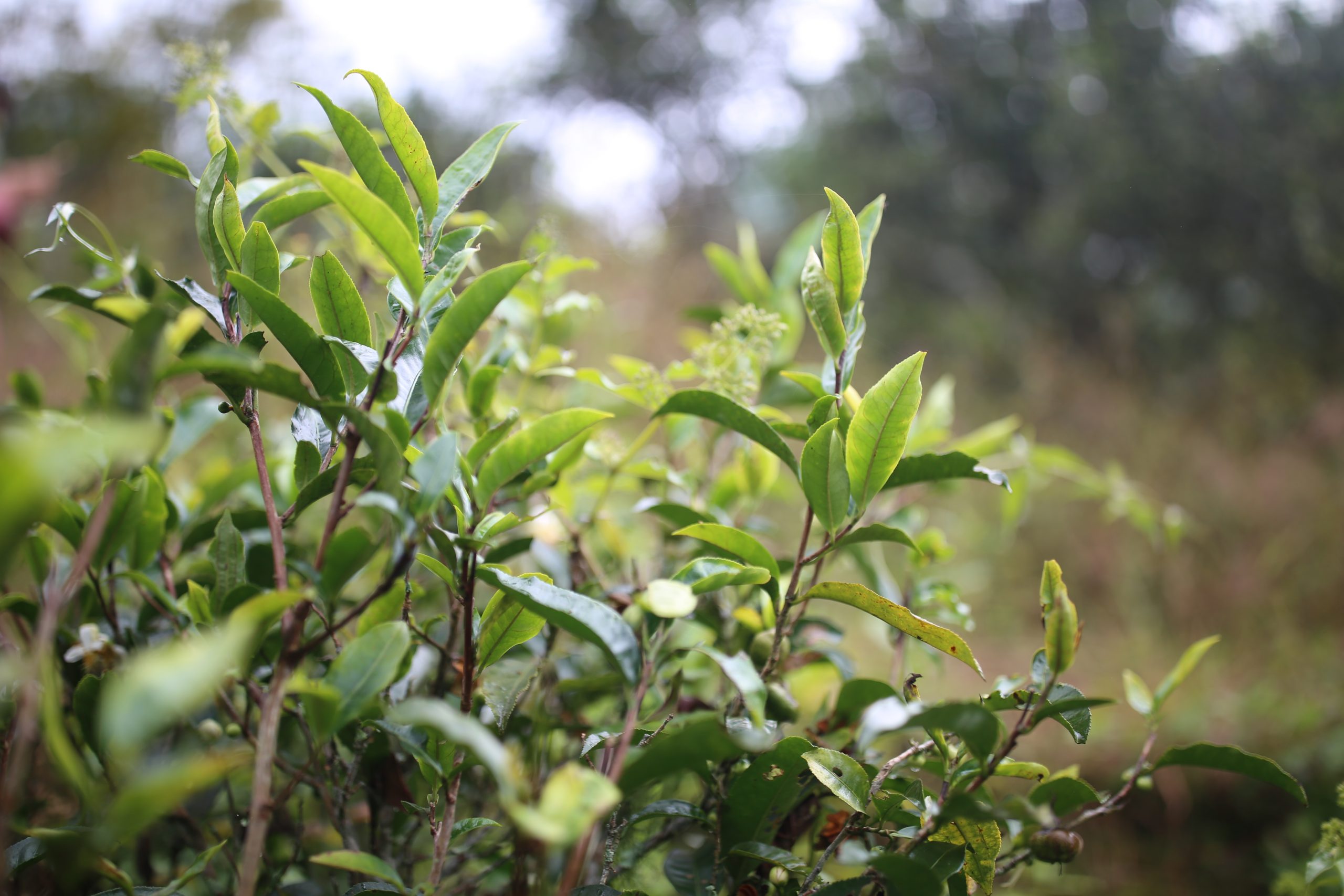 2025年蠻磚古樹春茶多少錢一公斤？