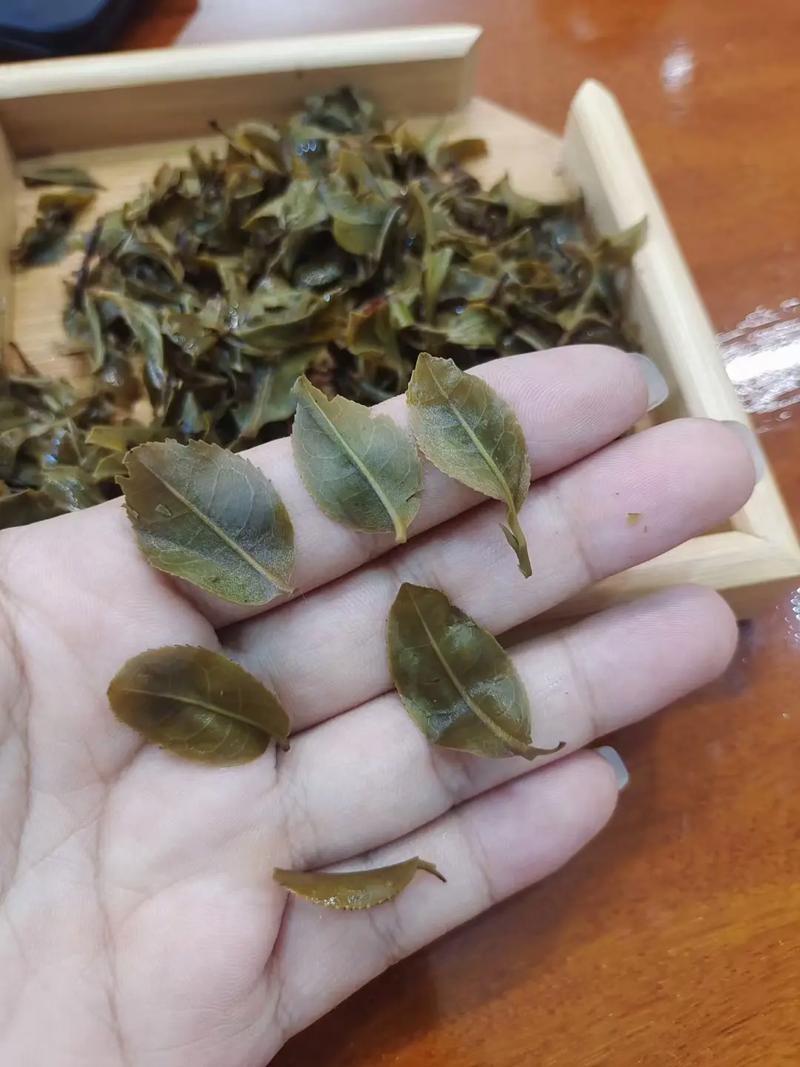 倚邦頭春茶，小葉種的春天